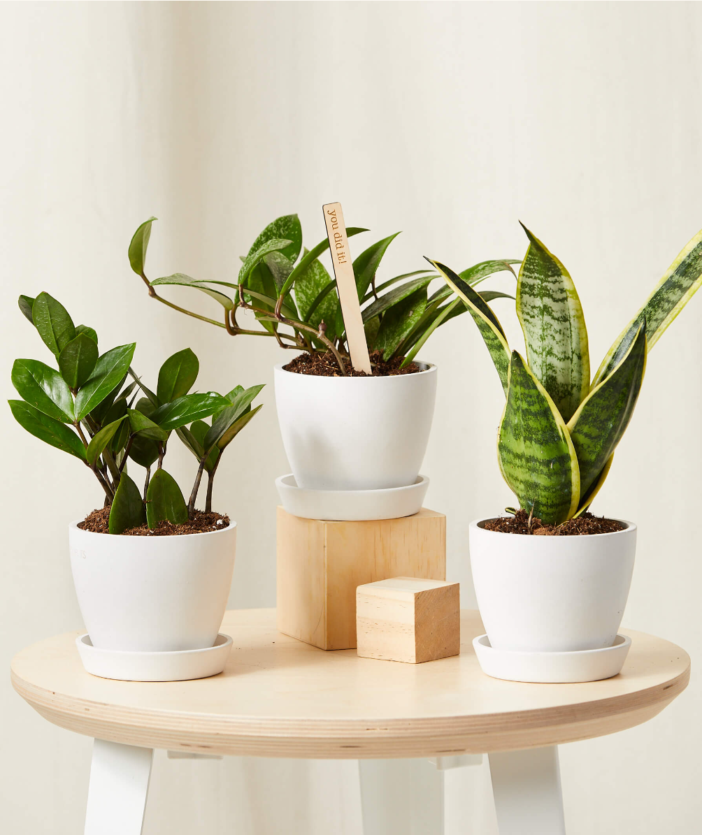 Assorted small Plant