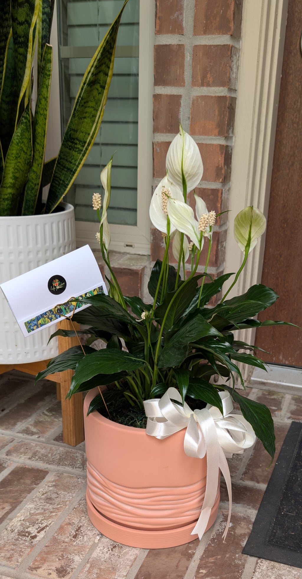 Peace Lily
