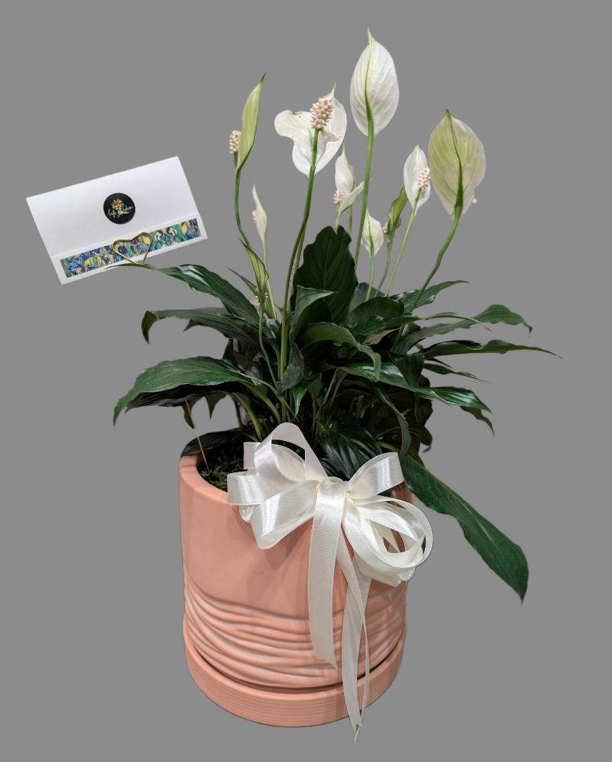 Peace Lily