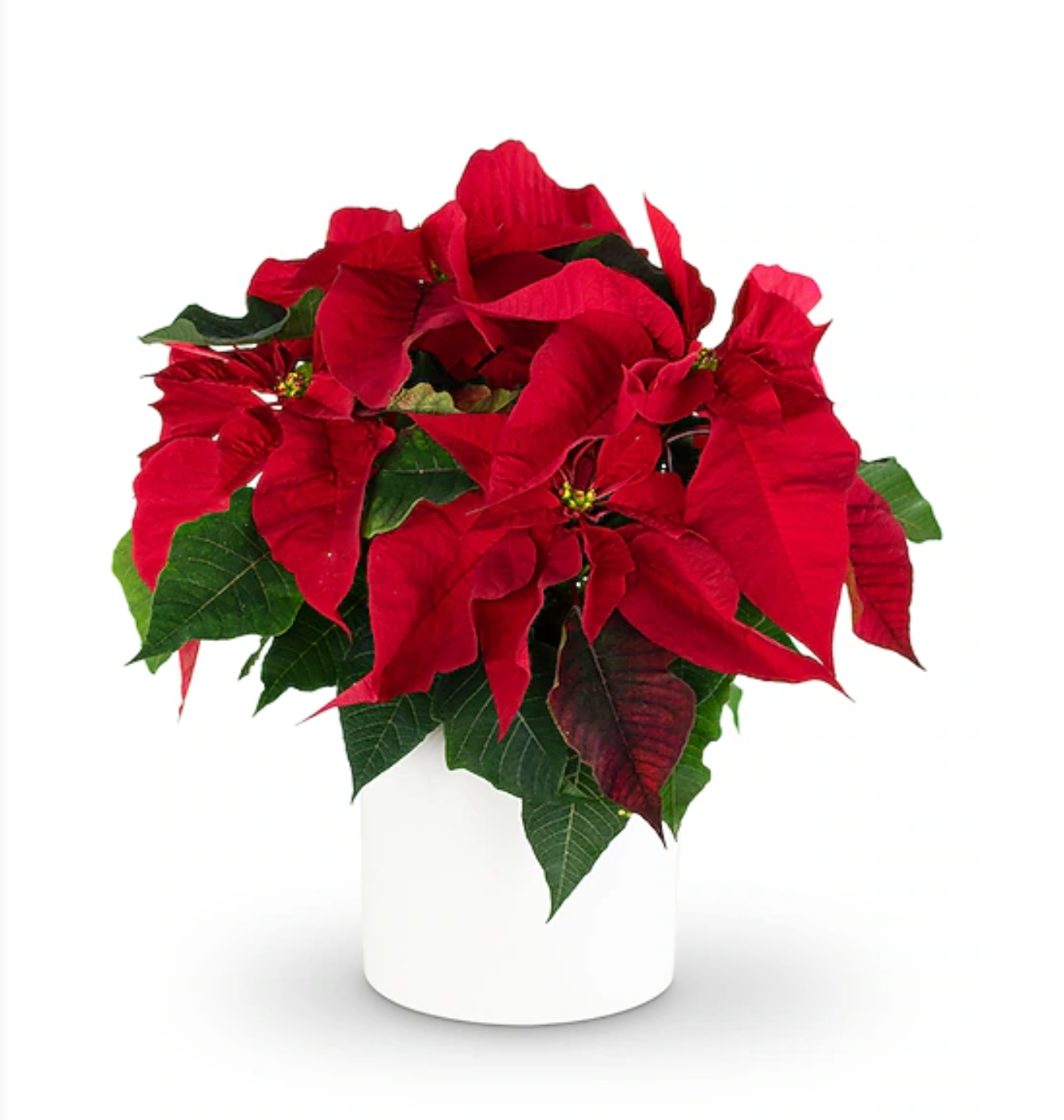 Red poinsettia (Flor de Nochebuena) in a white ceramic vase, seasonal holiday plant.
