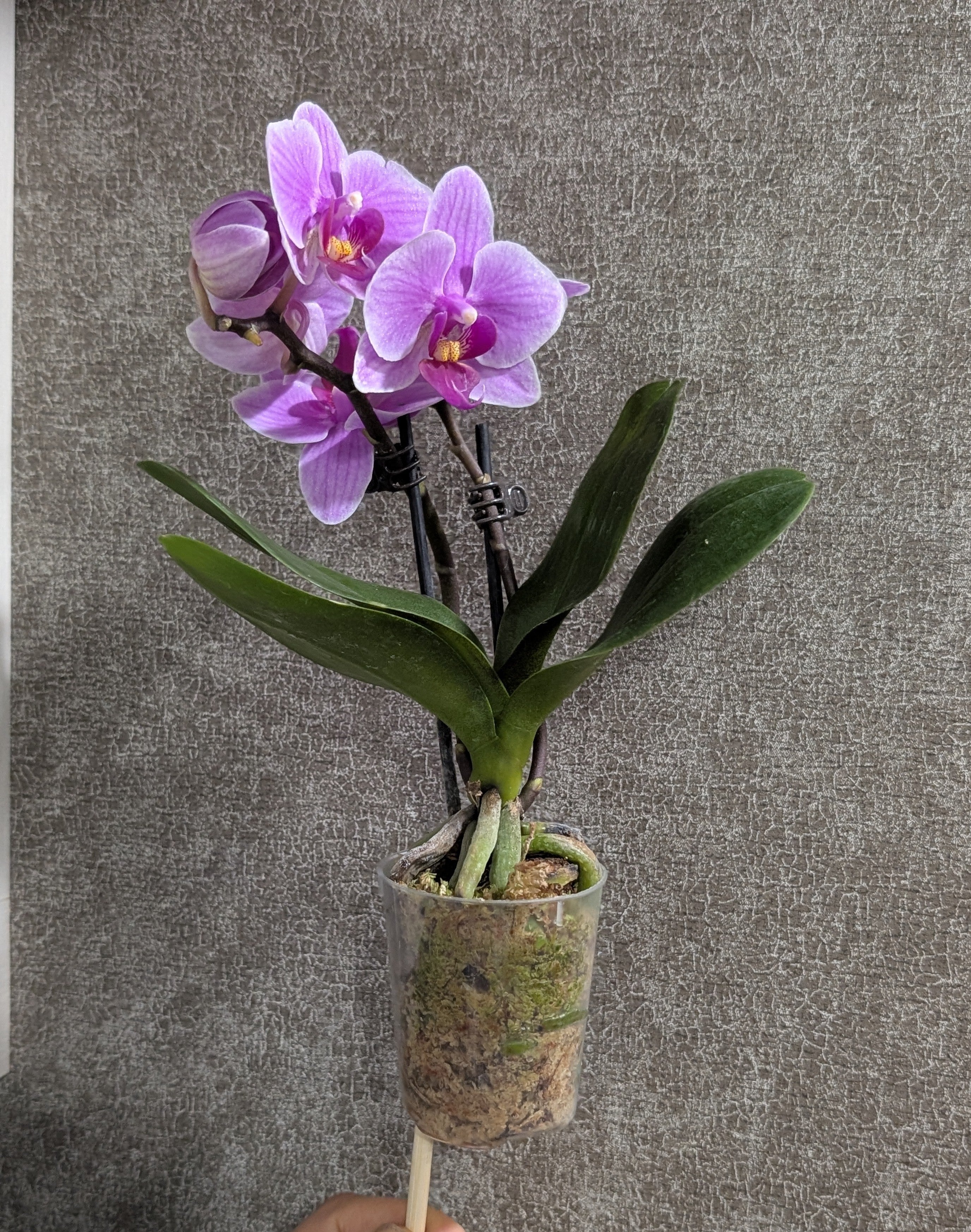 Pink Sunset box Arrangement