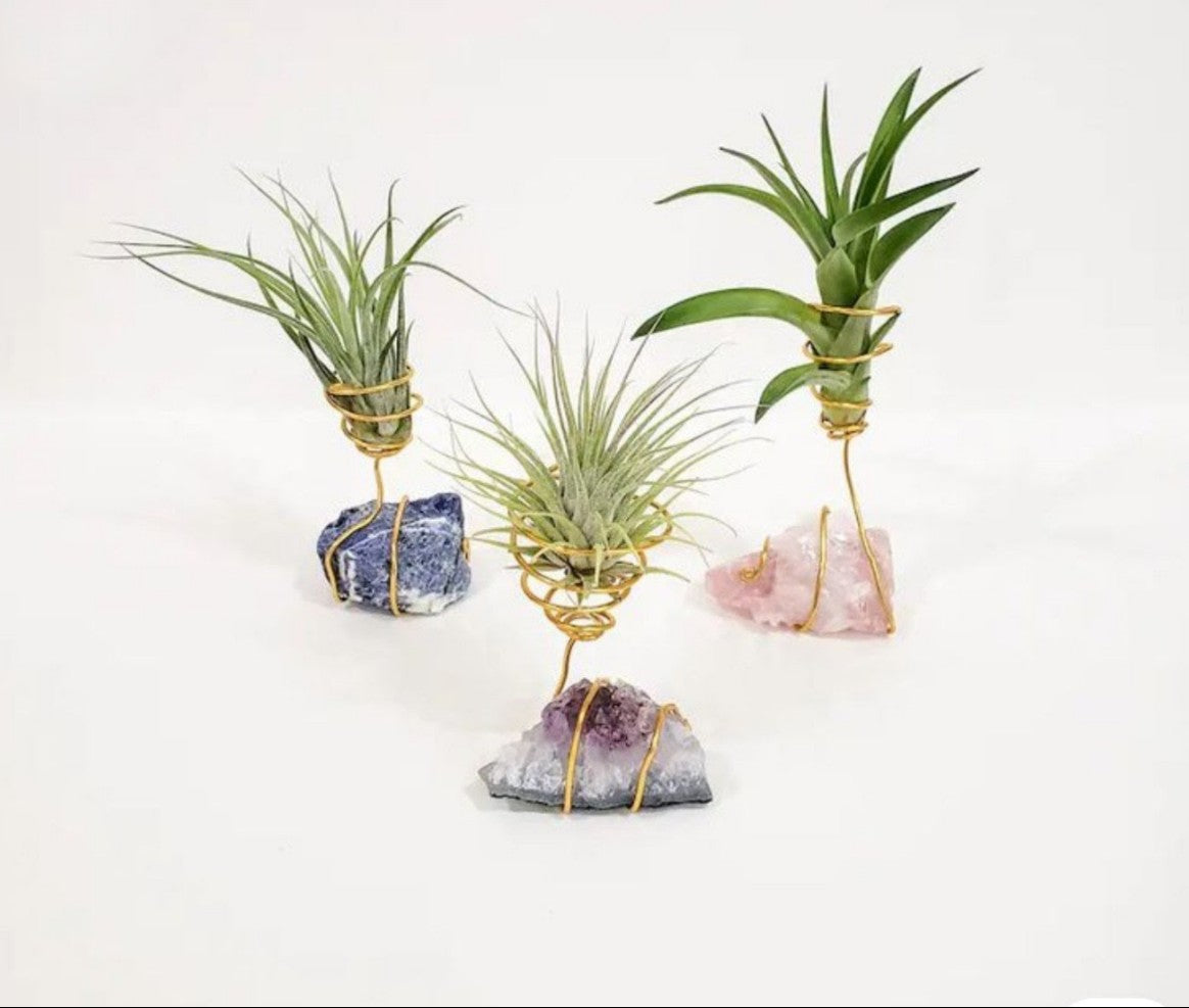 Blooming Air plant