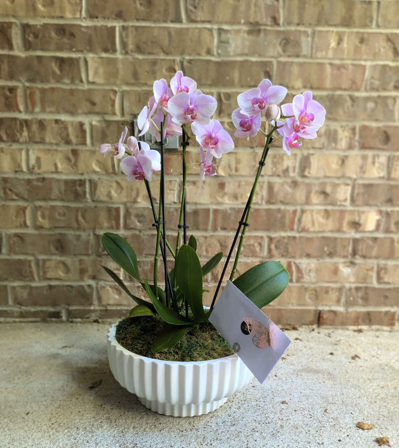 Small Orchid Garden