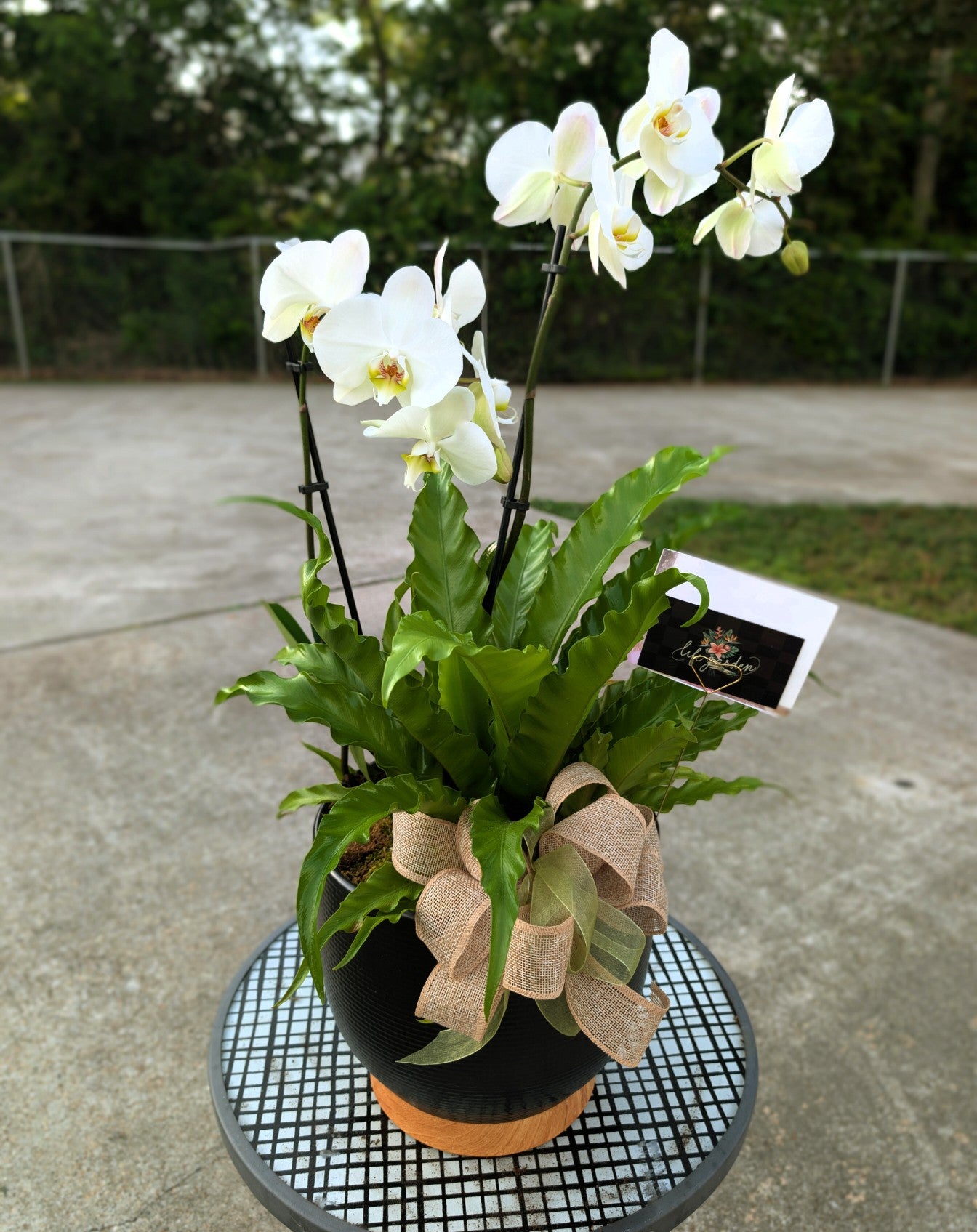Orchid Mix