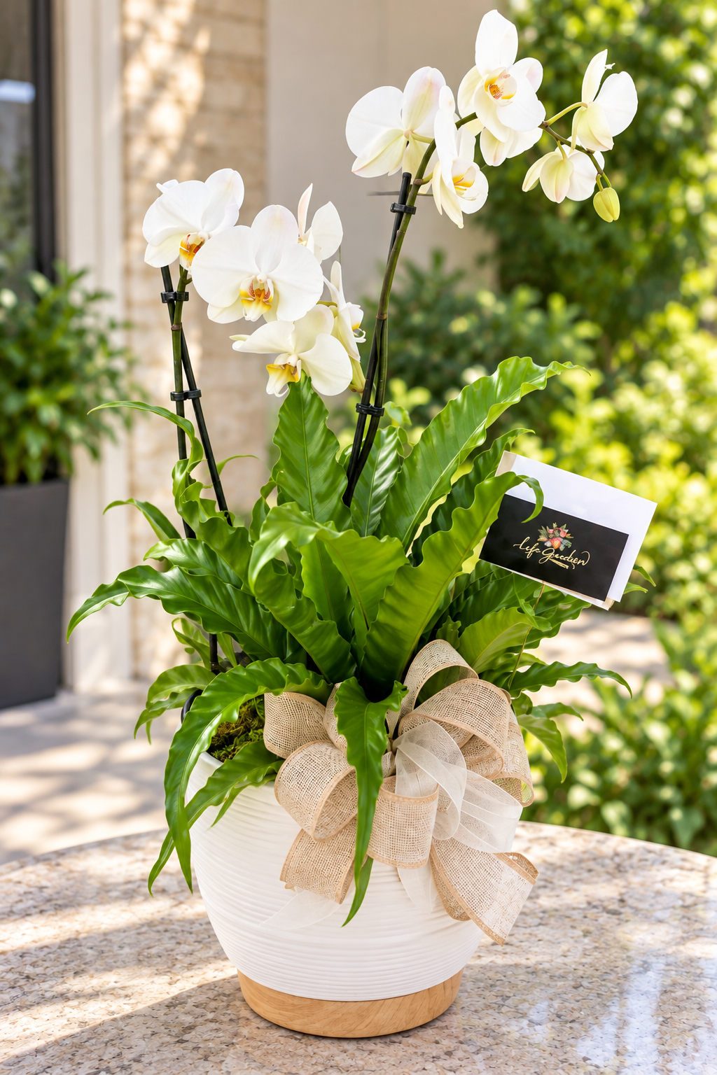 Orchid Mix plant Garden