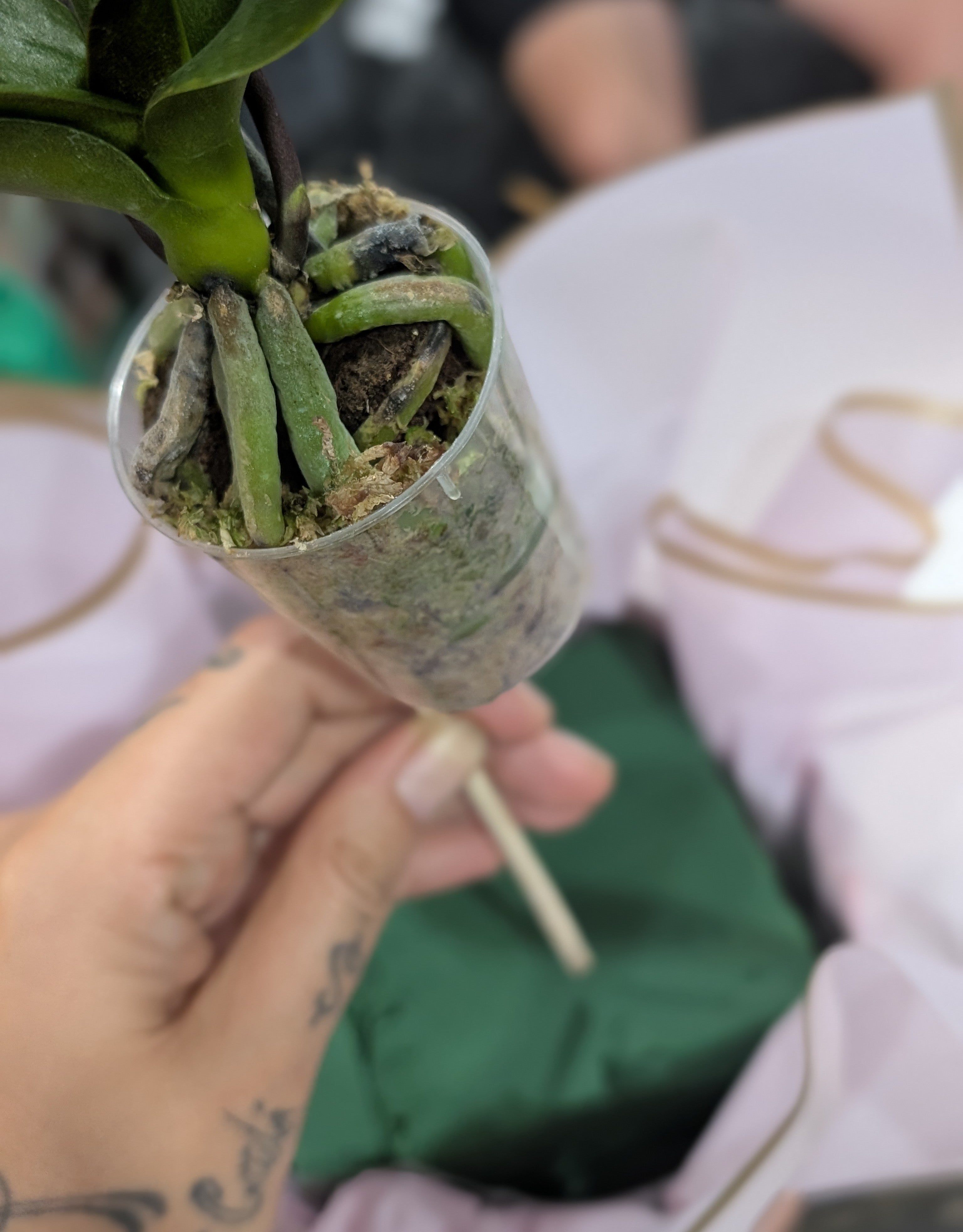 Pink Sunset box Arrangement